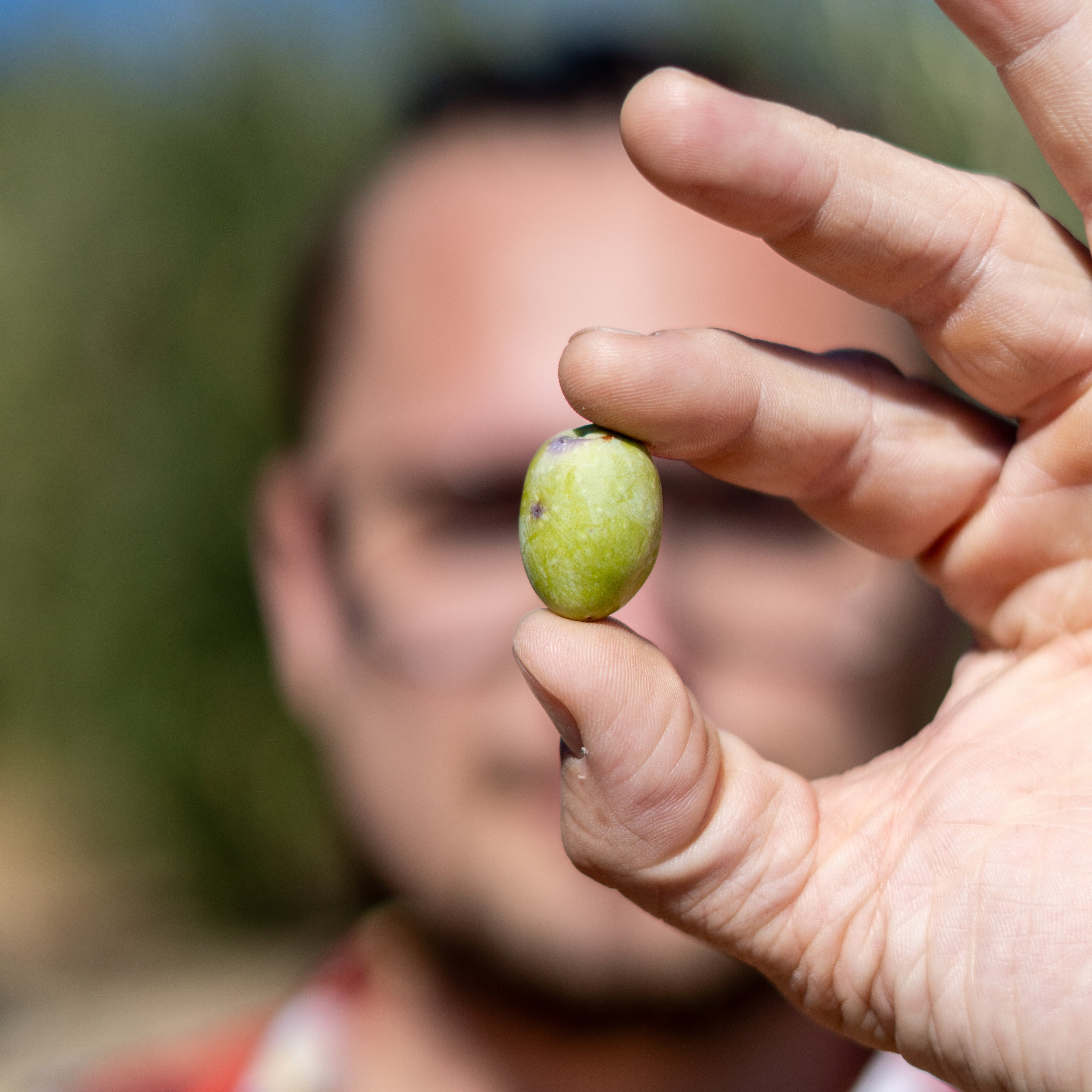 Natives Olivenöl Extra – Professor Tasty (0,5 l)