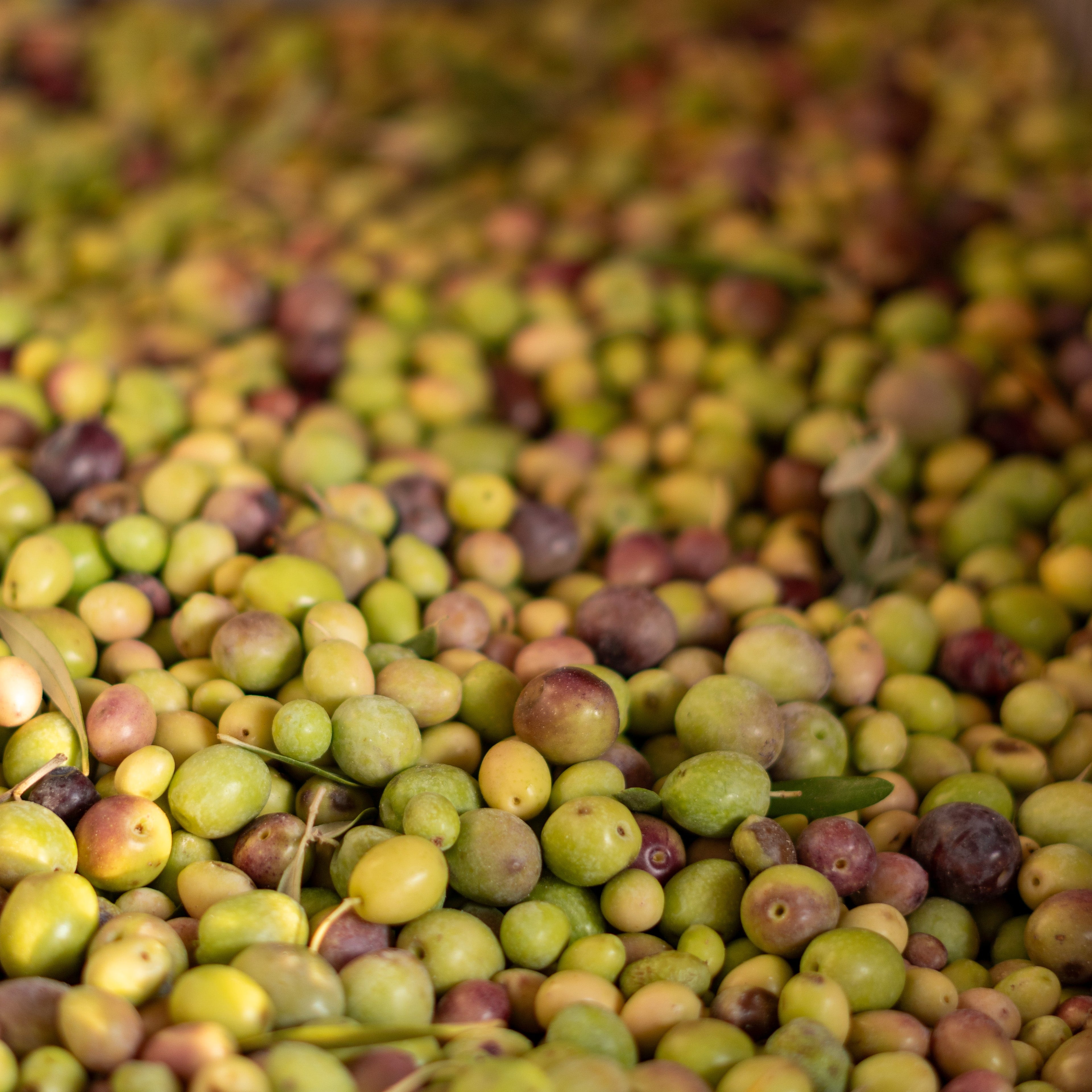 Natives Olivenöl Extra – Professor Tasty (0,5 l)