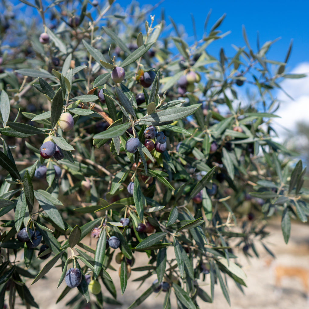 Natives Olivenöl Extra – Professor Tasty (0,5 l)