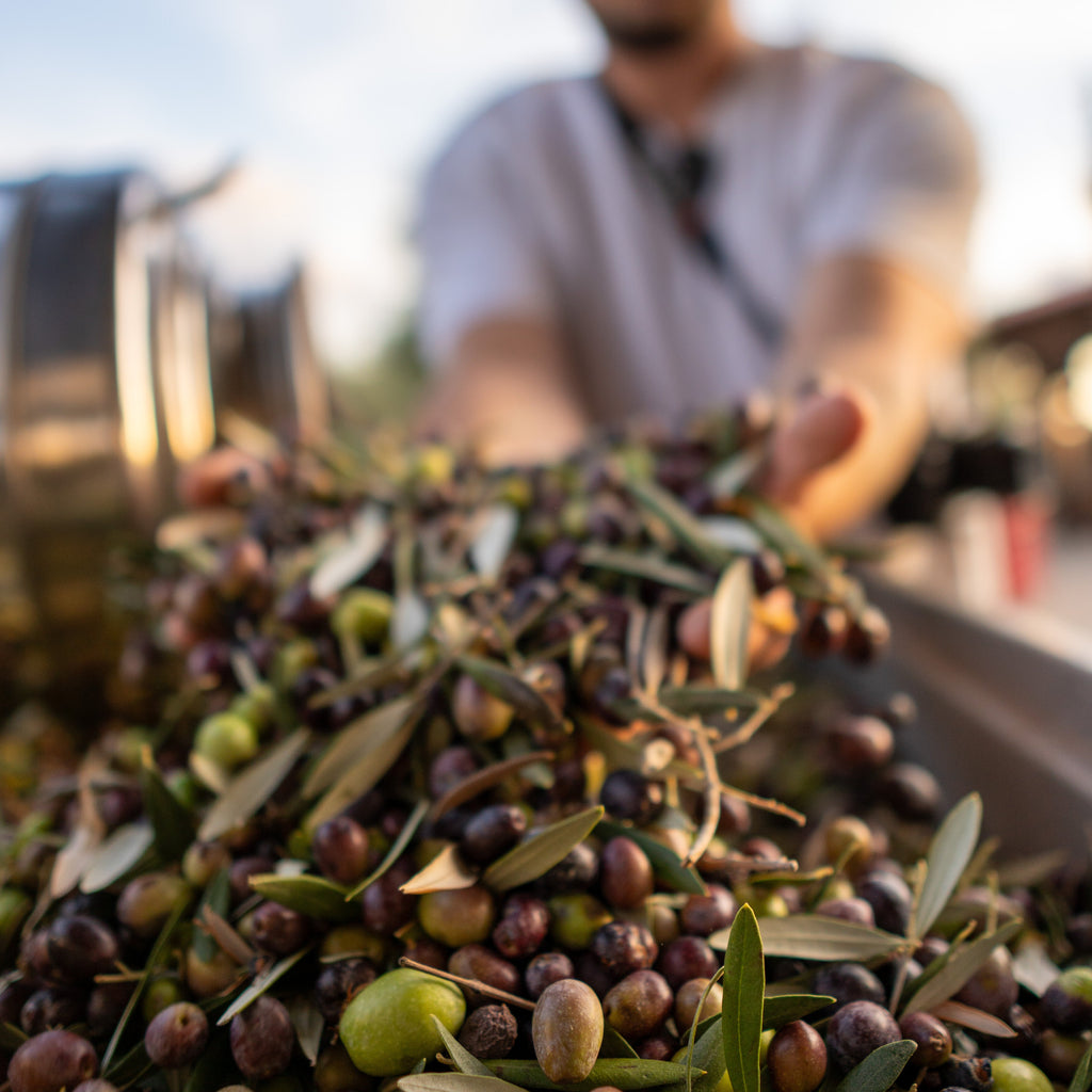 Natives Olivenöl Extra – Professor Tasty (0,5 l)