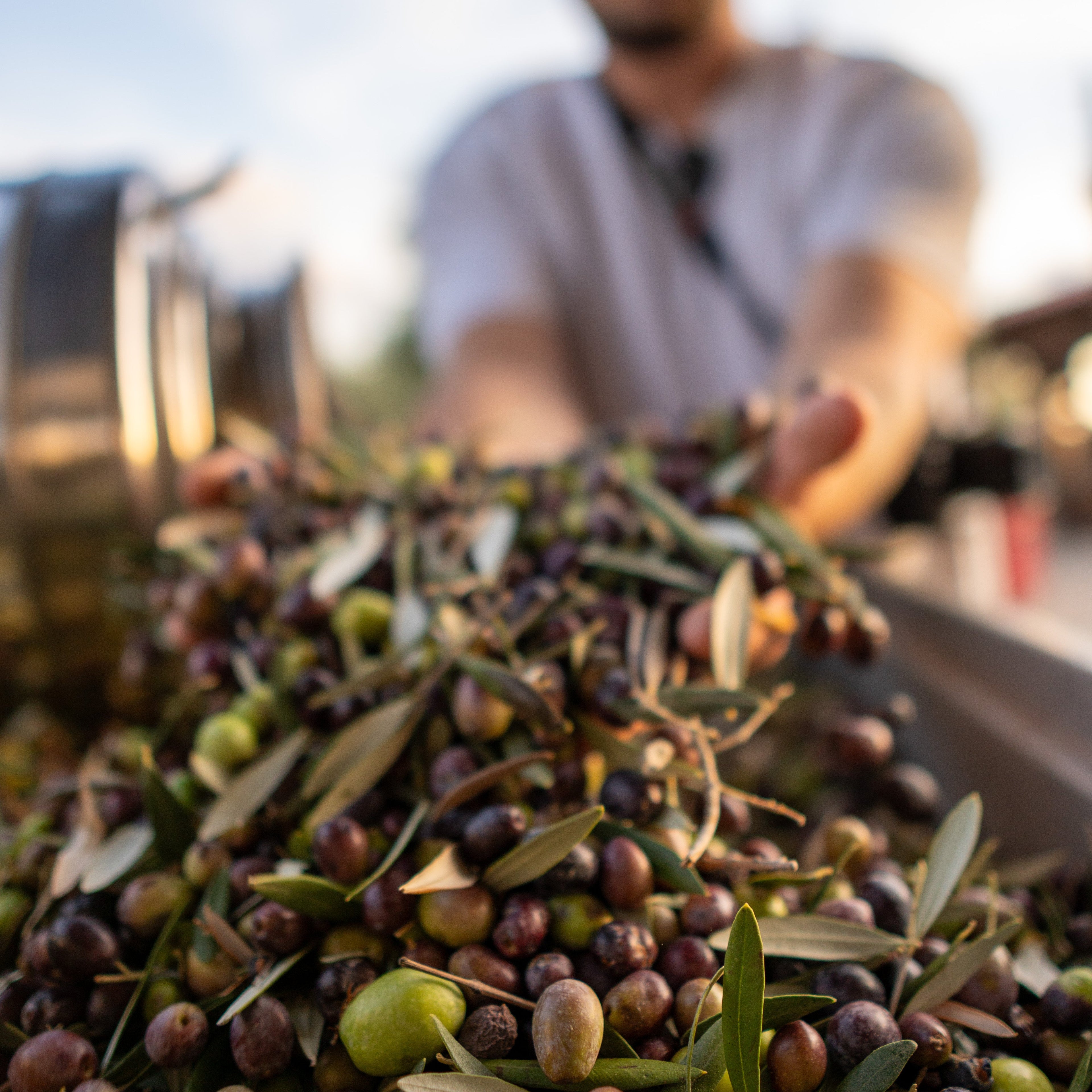 Natives Olivenöl Extra – Professor Tasty (0,5 l)