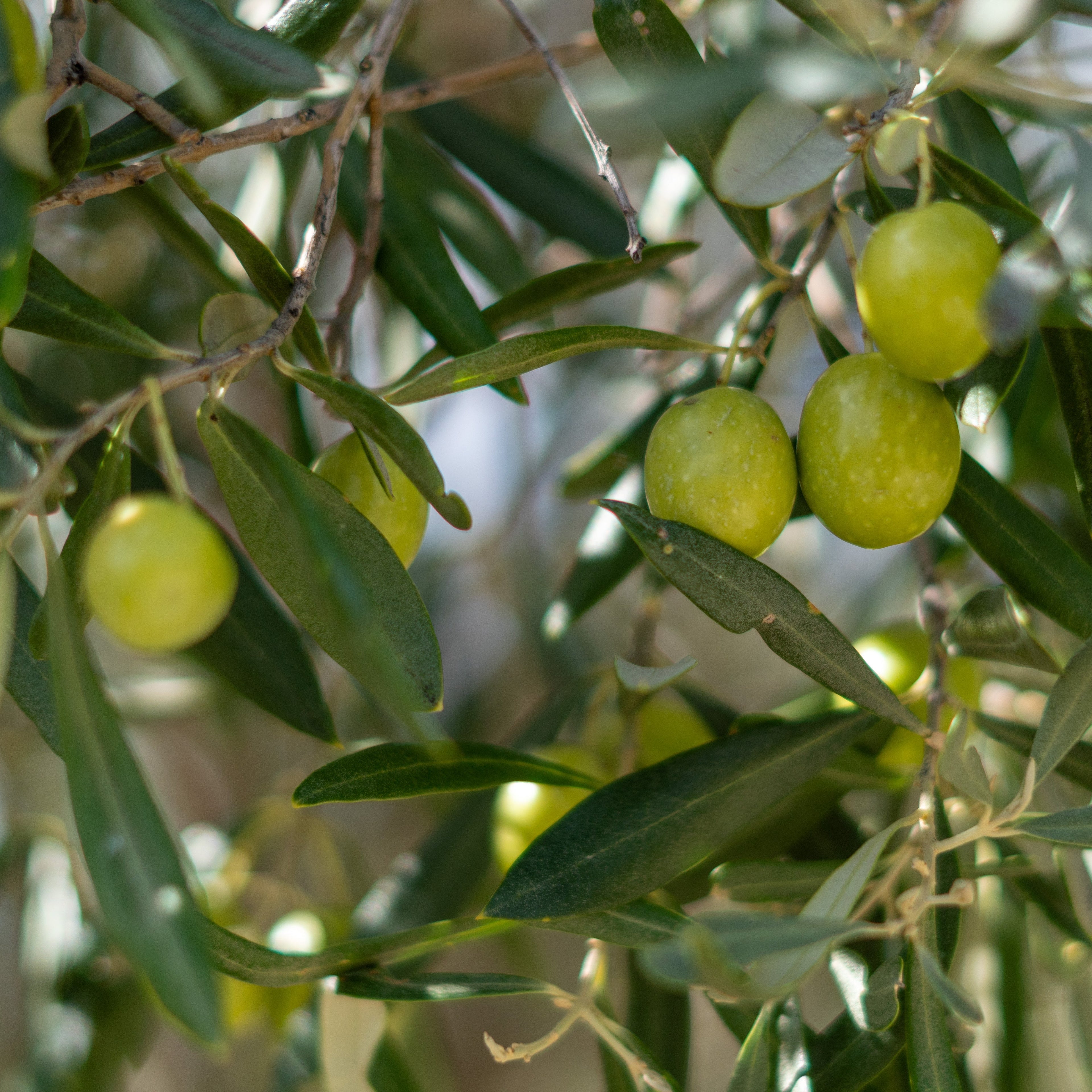 olives